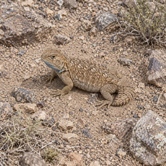 Taylor's strange agama