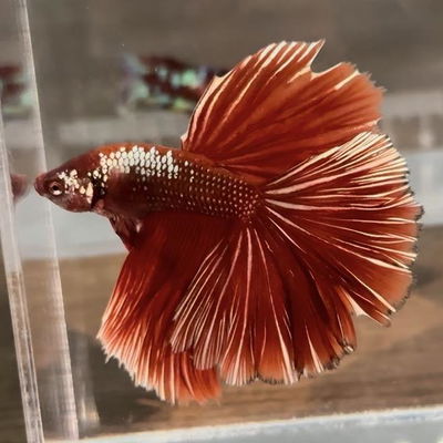 Red Gold Galaxy STLT profile picture