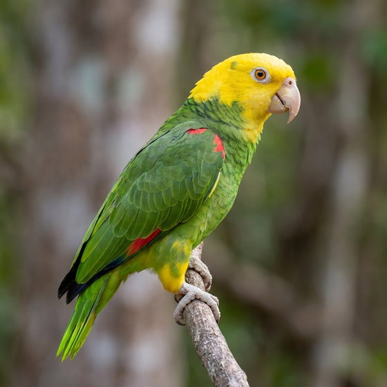 double yellow-headed amazon