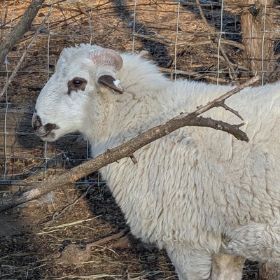 Orin profile picture