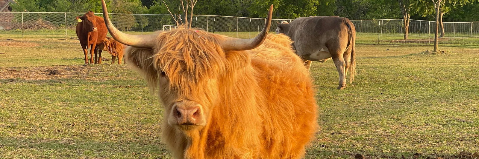 Breezy Hill Cattle Company profile cover image