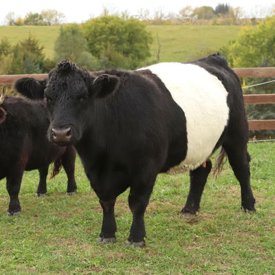 Lady Eleanora profile picture