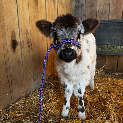 Kaden Schaefer profile picture