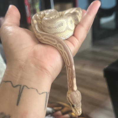 Cleo profile picture