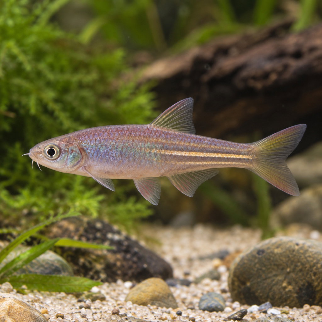pearl danio