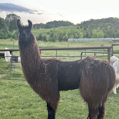 PPWI Ezalea profile picture