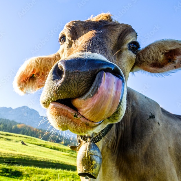 Moow