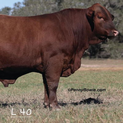 VZ Ranch Beefmasters profile picture