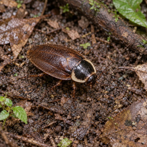 Surinam cockroach