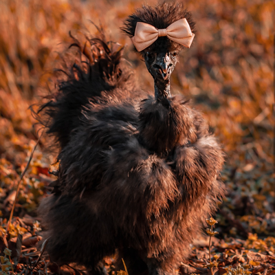 Kiki profile picture