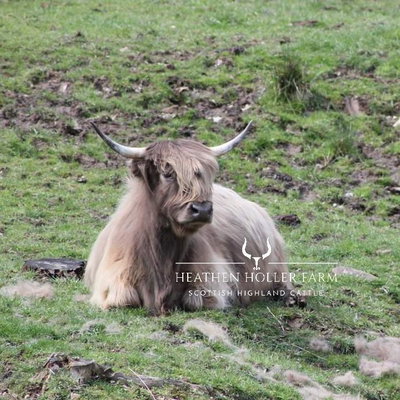 Heathen Holler Highland Farm profile picture