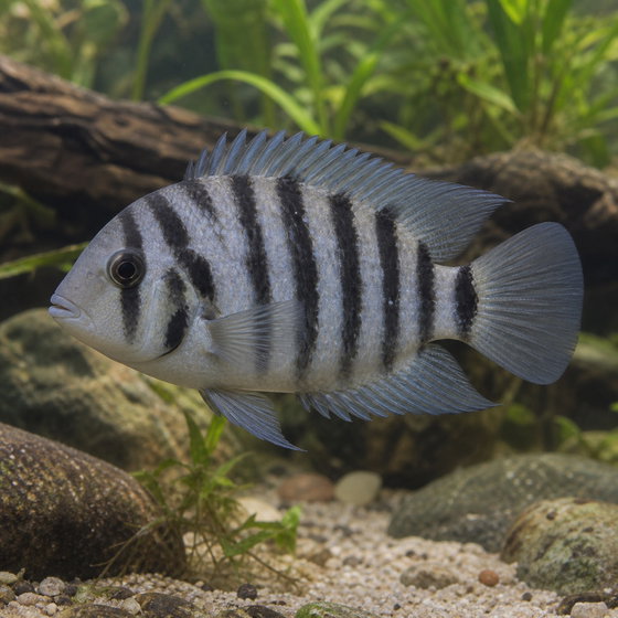 convict cichlid