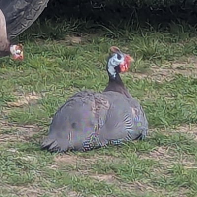 Guinean profile picture