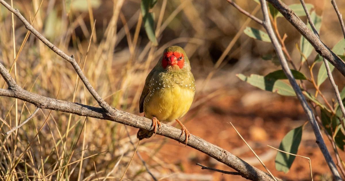 Star Finch Breeds, Prices, Breeders & Care | Creatures