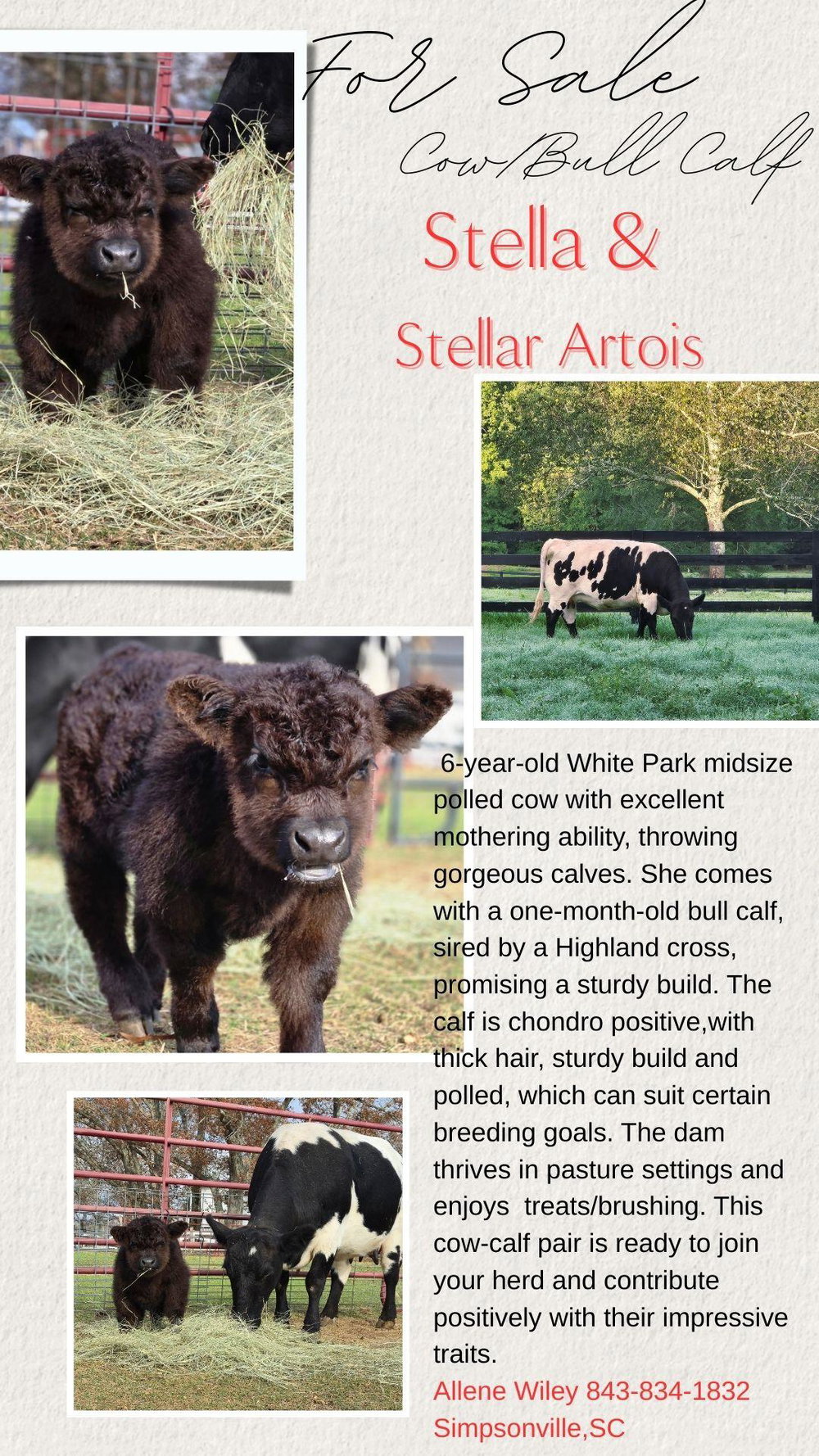 Stellar Artois, photo 6