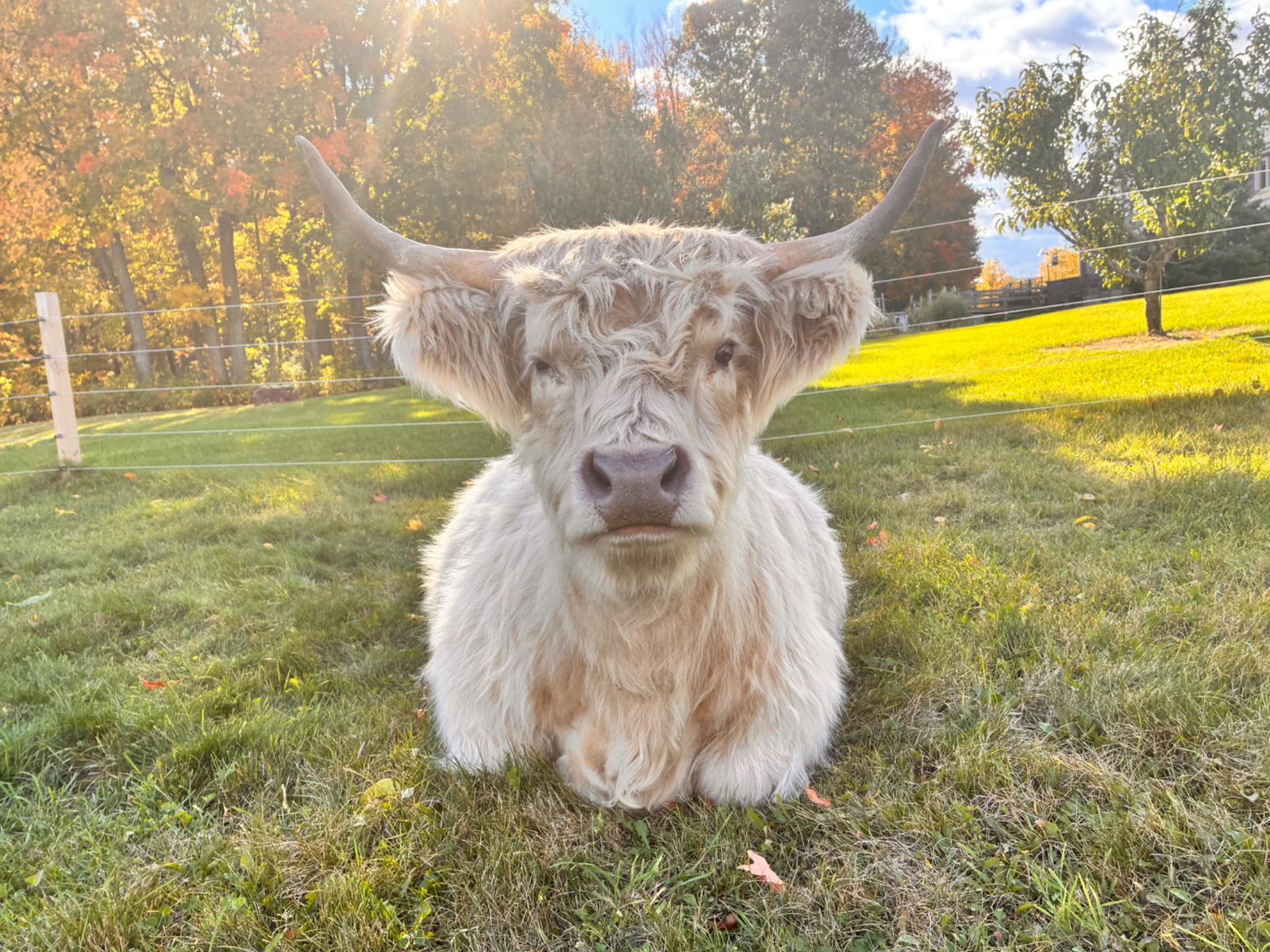 Private cow cuddles