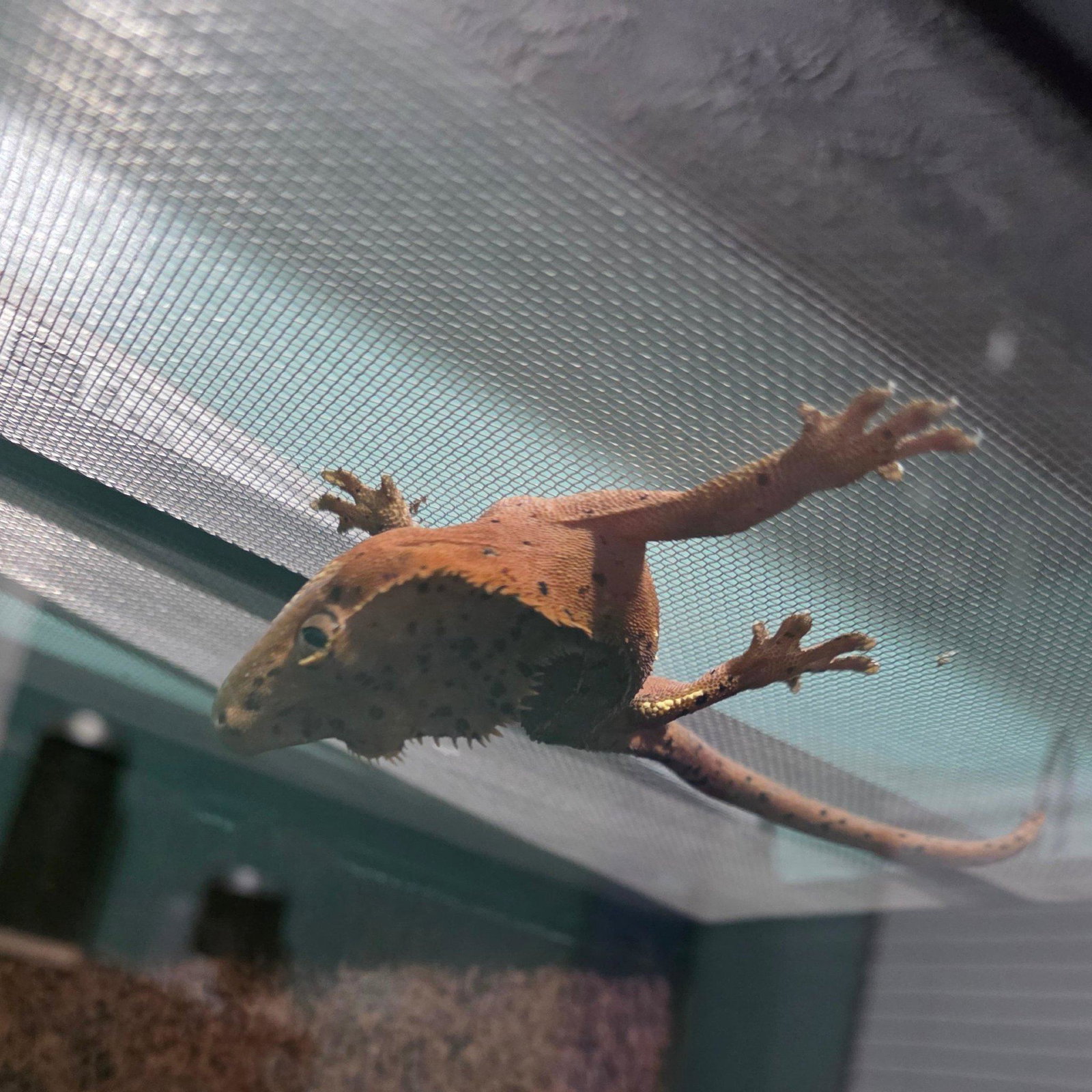 Pepper