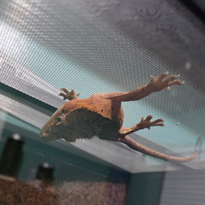 Pepper profile picture