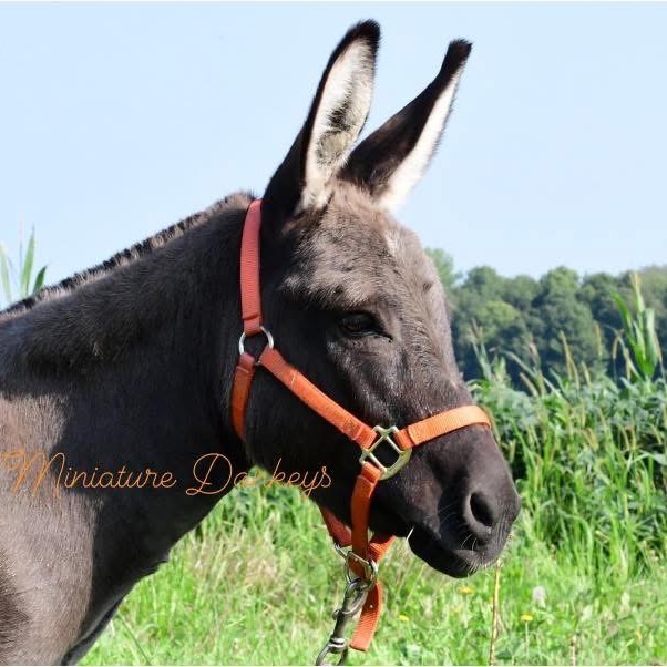 Sweet Pea profile picture