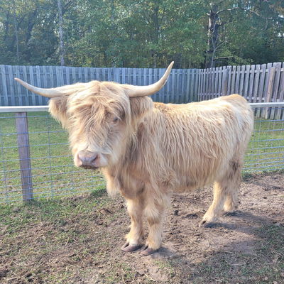 Lola profile picture