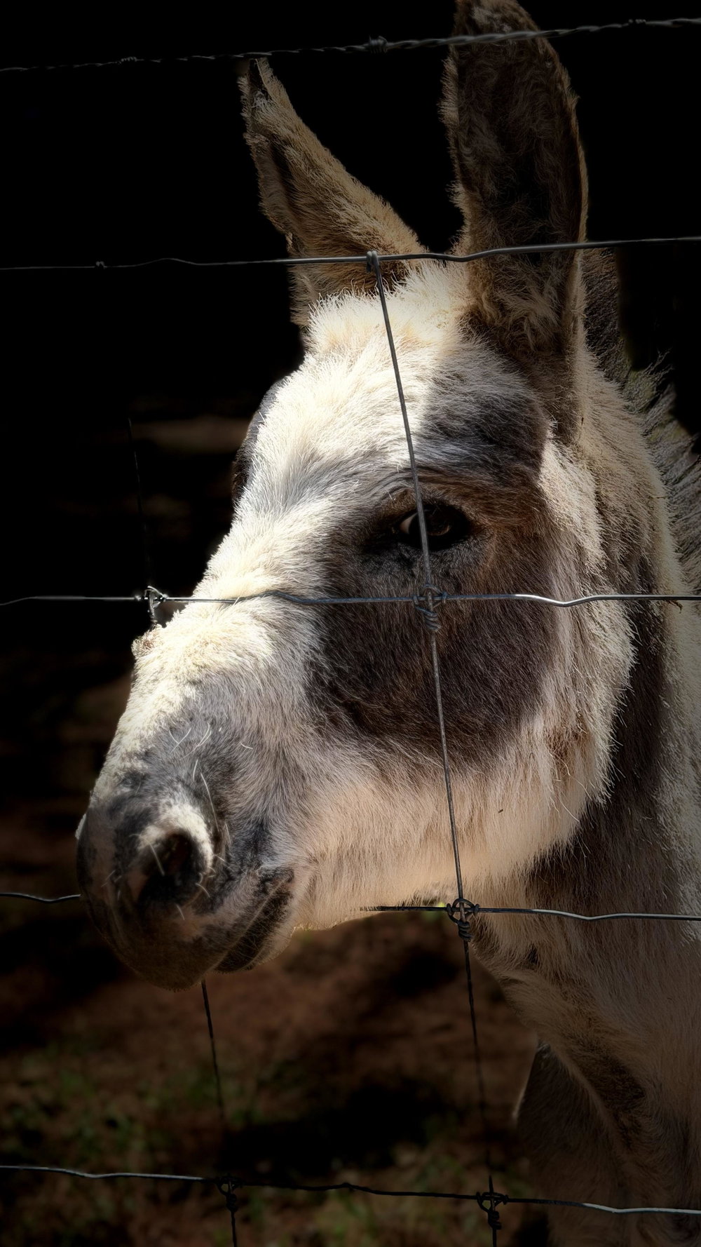 Tonto, photo 5