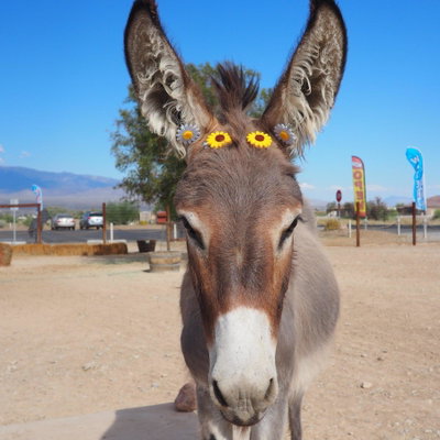 Daisy profile picture