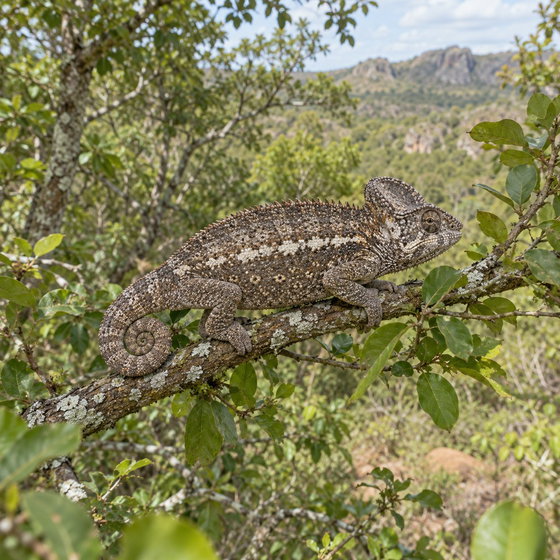 Oustalet's chameleon