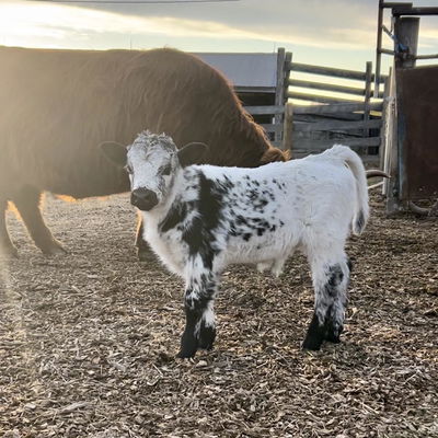 Ivan of Still View Farm profile picture