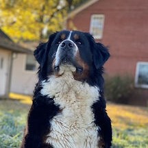 Indy profile picture