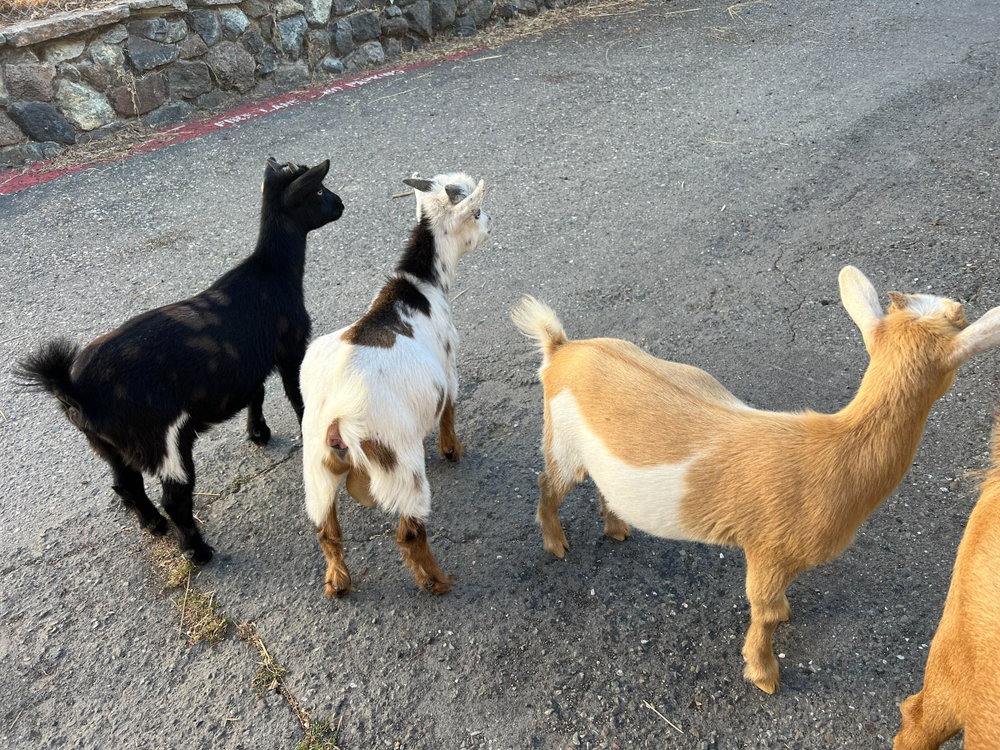 Vanilla & Midnight, photo 3