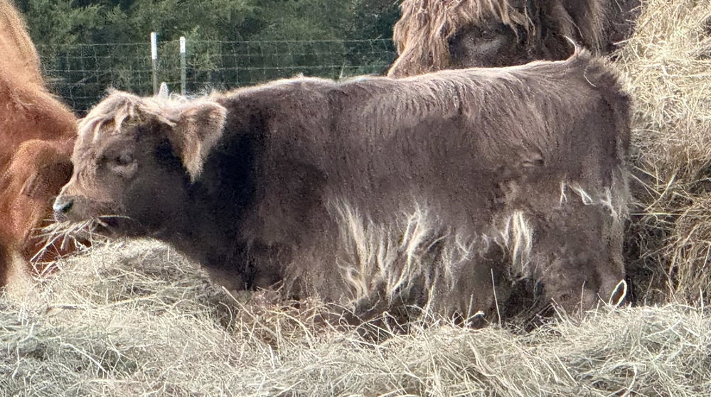 JCA Remington Steele, photo 5
