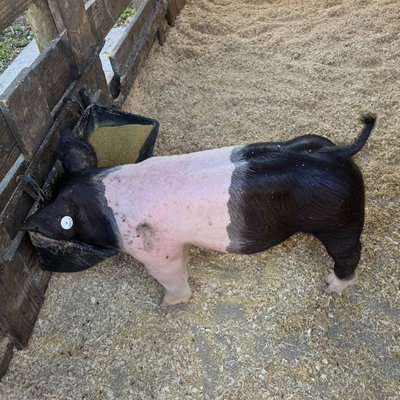 Dilly profile picture