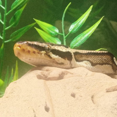 Cooper profile picture