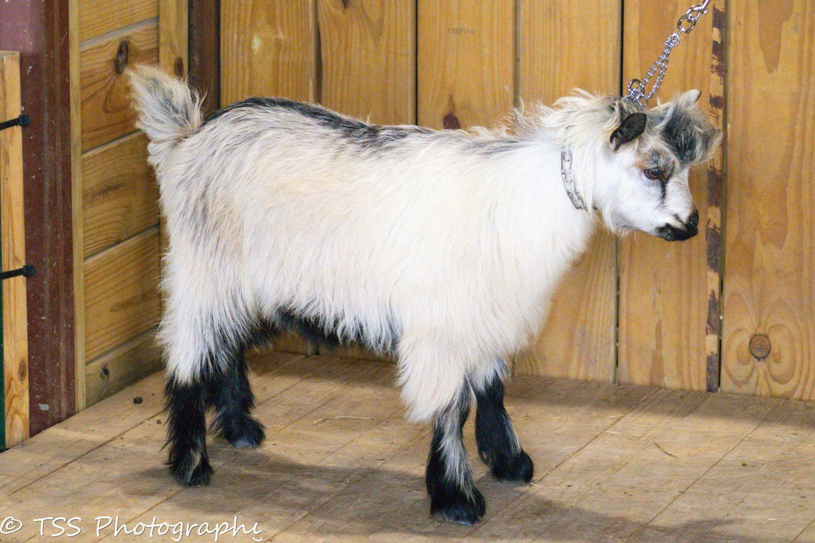 Randolph's Nicolett x Rose Quartz Amadeus Buck/Wether 2