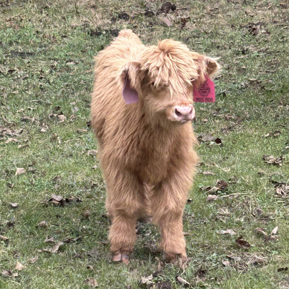 A Peculiar Farm Moo Moo, photo 1