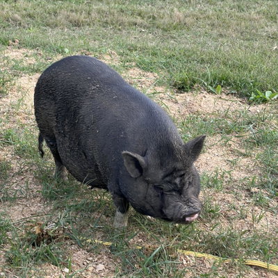 Hog profile picture