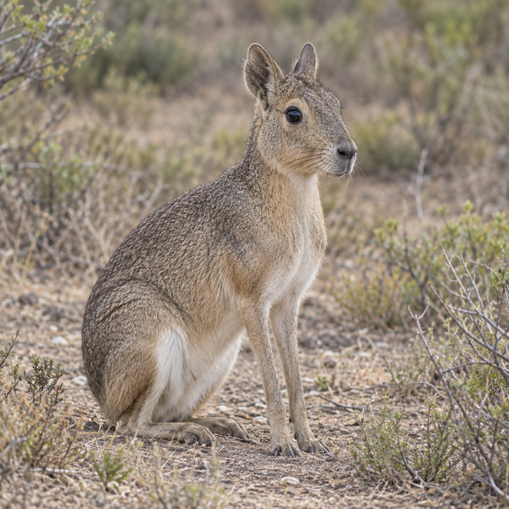 Chacoan mara