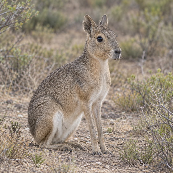 Chacoan mara