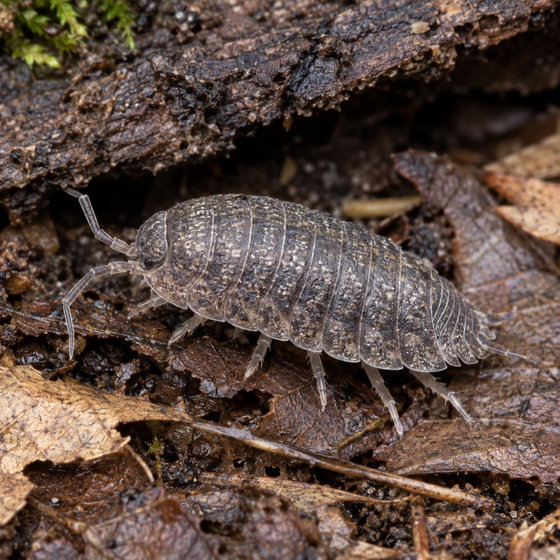 common rough woodlouse