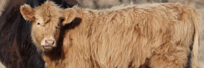 KindaSmallCoos profile cover image