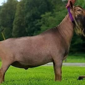 GCH Agape's Prize CountN on Quinn ++*B profile picture
