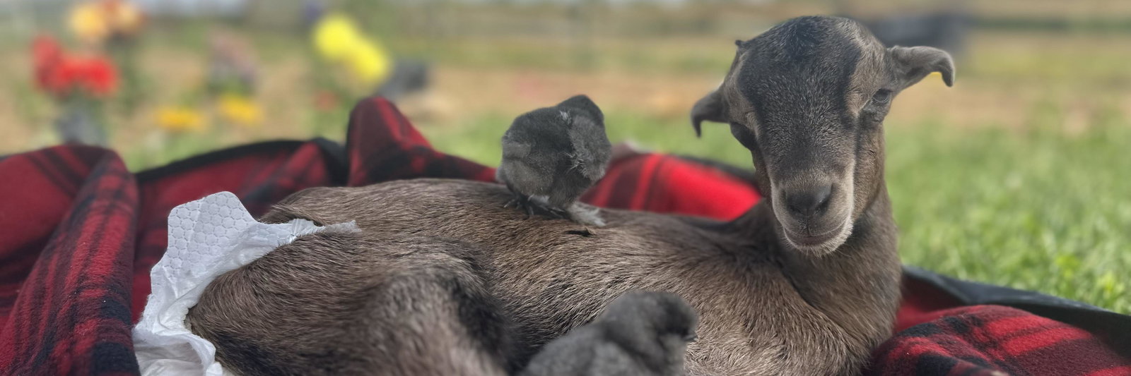 River Side Horse and Cattle Co., LLC profile cover image