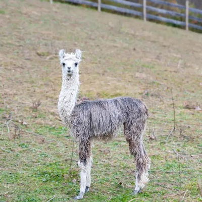 Echo profile picture