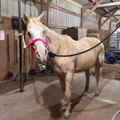Peaches profile picture