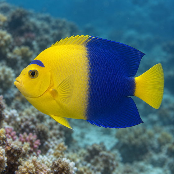 bicolor angelfish