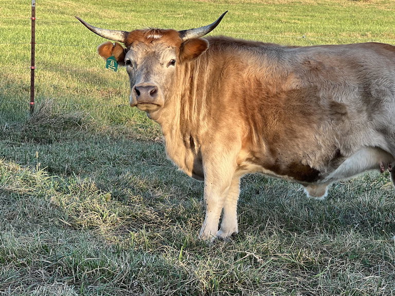 CCR Mesa