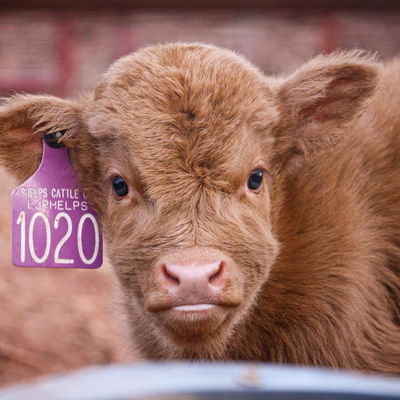 Ruthie profile picture