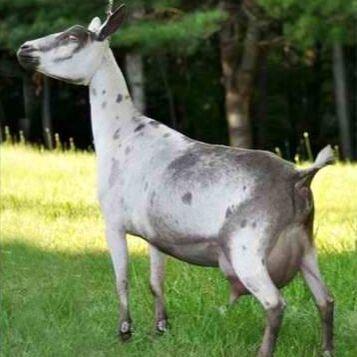 Old Mountain Farm Tsukiko 4*M profile picture