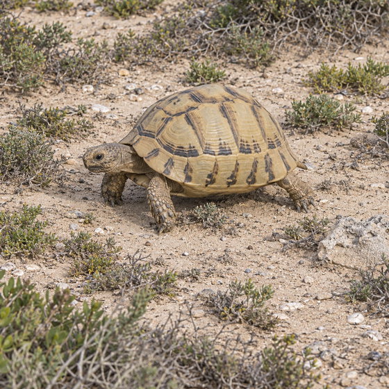 Egyptian tortoise