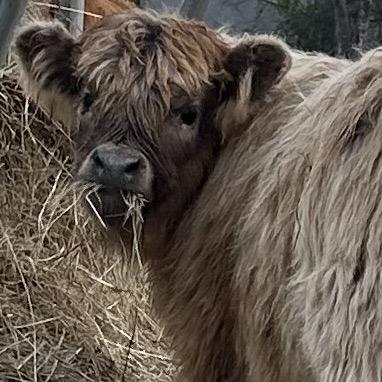 KindaSmallCoos profile picture